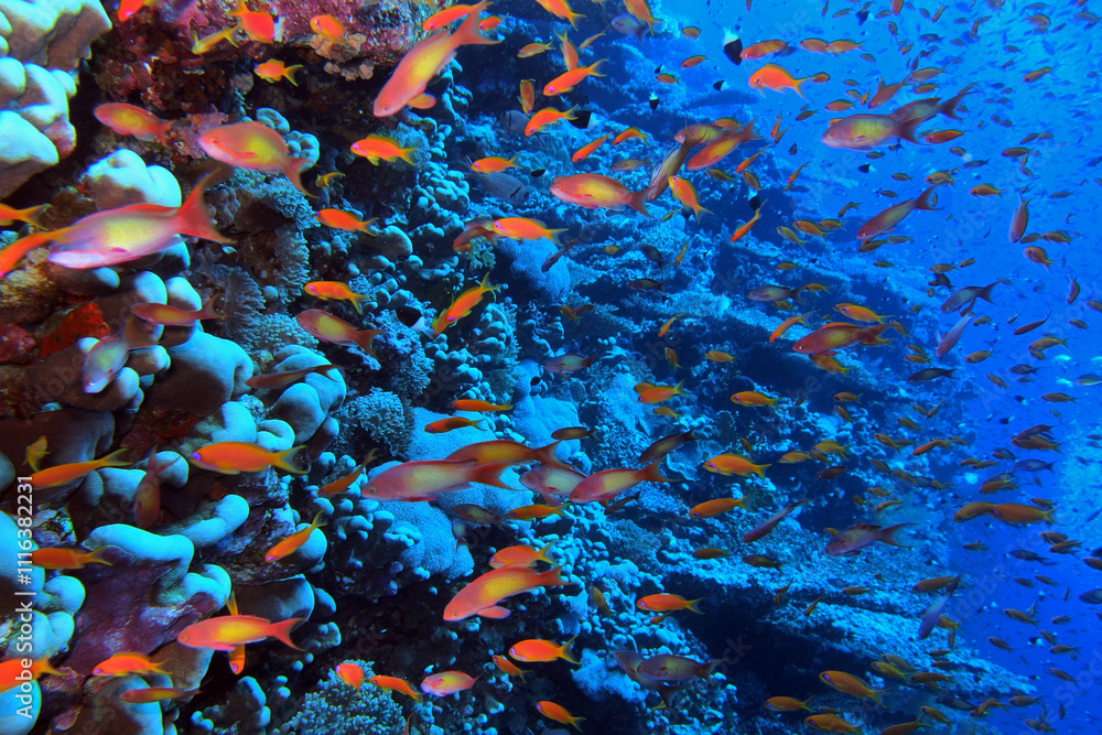 Coral reef near Brothers Island on Red Sea, Egypt