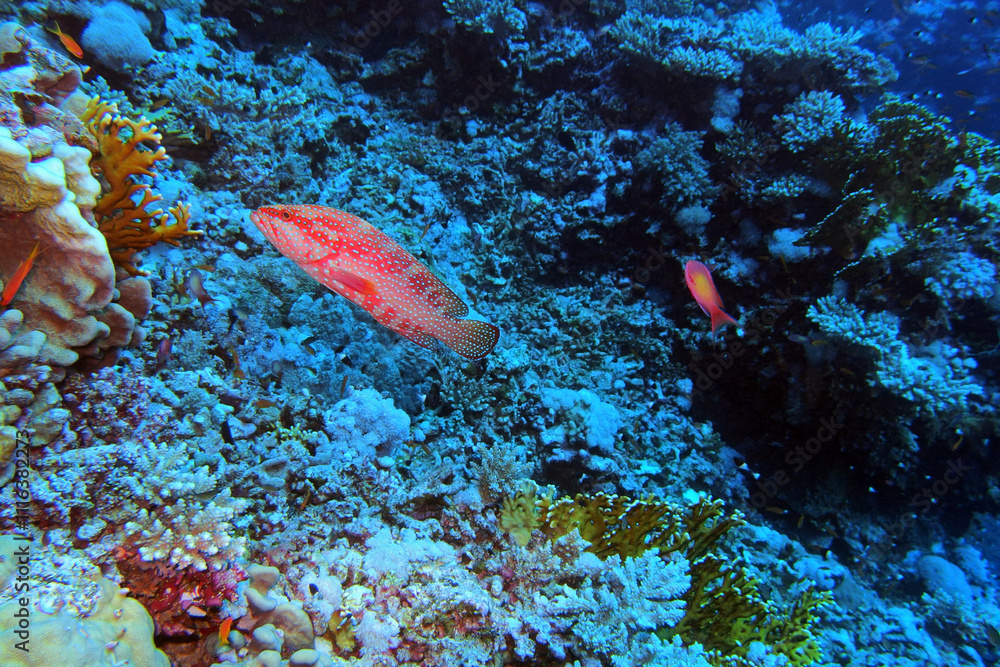 Coral grouper in the Red Sea near Brothers Islands in Egypt