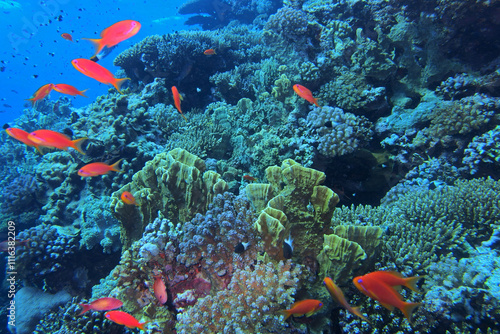Obraz na płótnie Coral reef near Brothers Island on Red Sea, Egypt w salonie