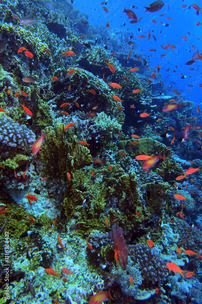 Coral reef near Brothers Island on Red Sea, Egypt