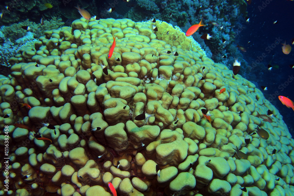 Star column coral - Pavona clavus in the Red Sea near Fury Shoals in Egypt