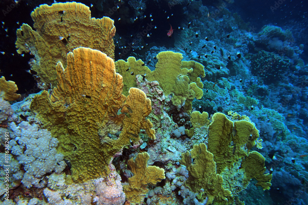 Elephant ear coral (mycedium elephantotus) in the Red Sea near Brothers Islands in Egypt