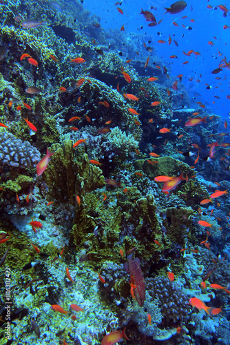 Obraz na płótnie Coral reef near Brothers Island on Red Sea, Egypt w salonie
