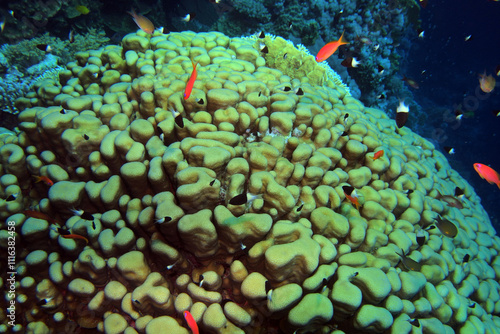 Obraz na płótnie Star column coral - Pavona clavus in the Red Sea near Fury Shoals in Egypt w salonie