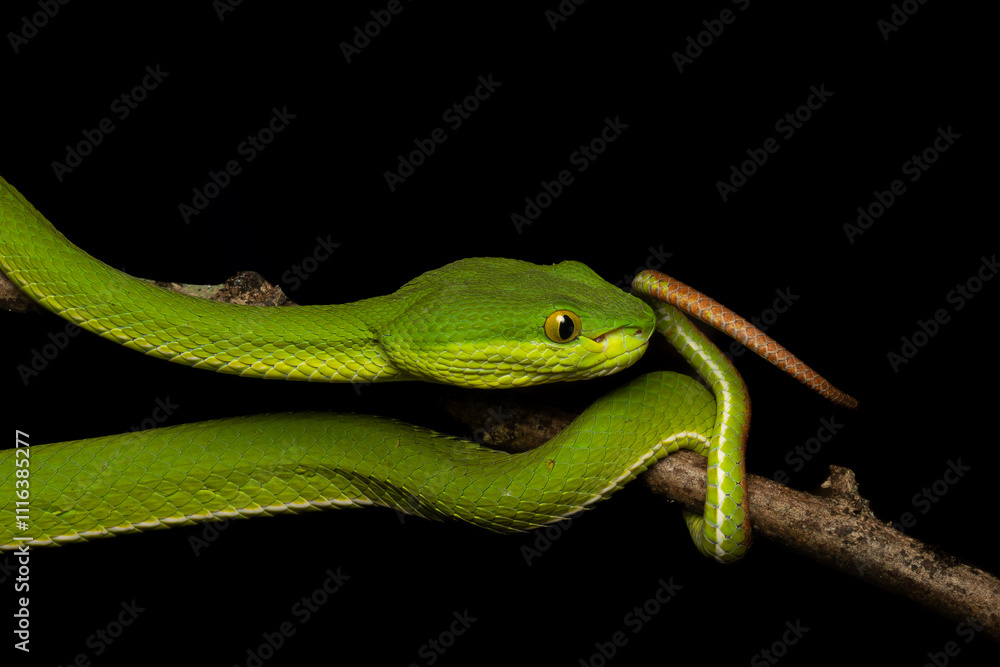 Obraz premium Trimeresurus albolabris, the white-lipped pit viper or white-lipped tree viper is a endemic species of south East Asia 