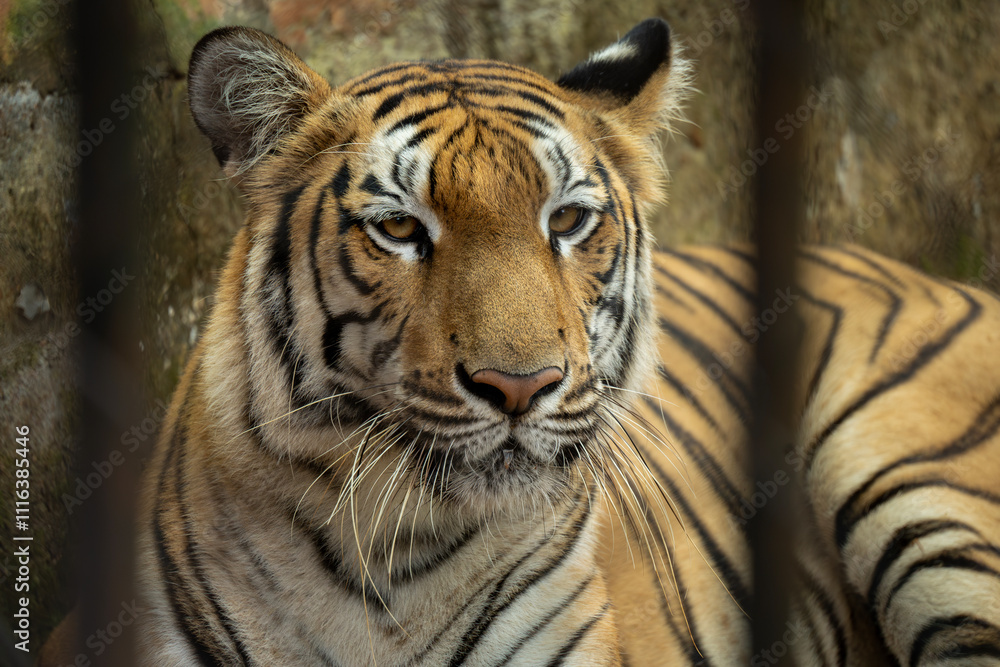 Obraz premium Royal bengal Tiger in zoo cage