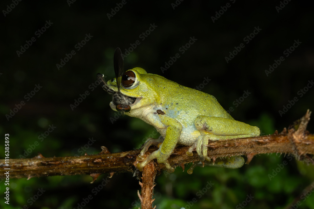 Fototapeta premium Beddome’s Bush Frog with a robber fly kill