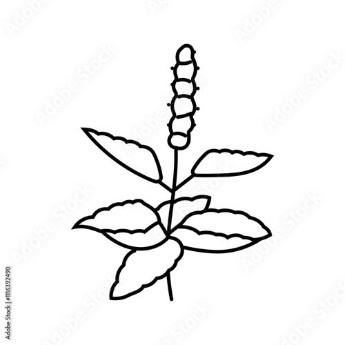 holy basil ayurvedic herb line icon vector. holy basil ayurvedic herb sign. isolated contour symbol black illustration