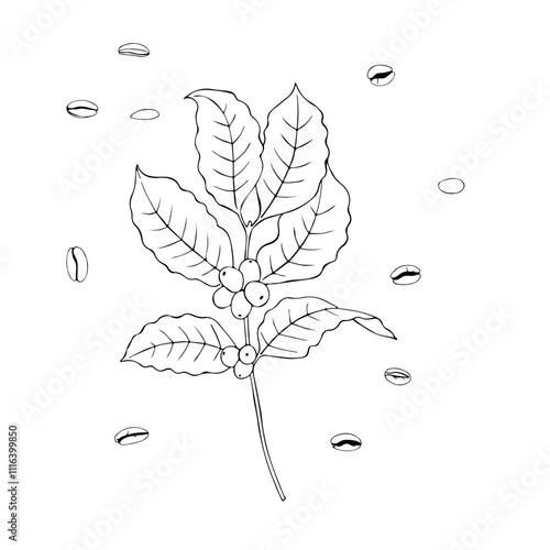A branch of a coffee tree with fruits. Black and white illustration.
