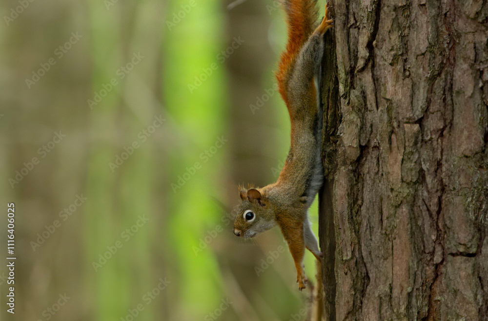 Fototapeta premium American Red Squirrel stretches on the side of a tree.