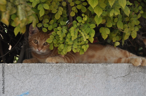 Pair of cats under bush outdoors.