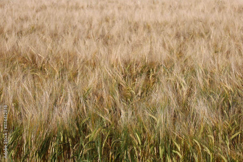 Gold barley field in the wind in Scotland, UK Gold barley field in the wind in Scotland, UK