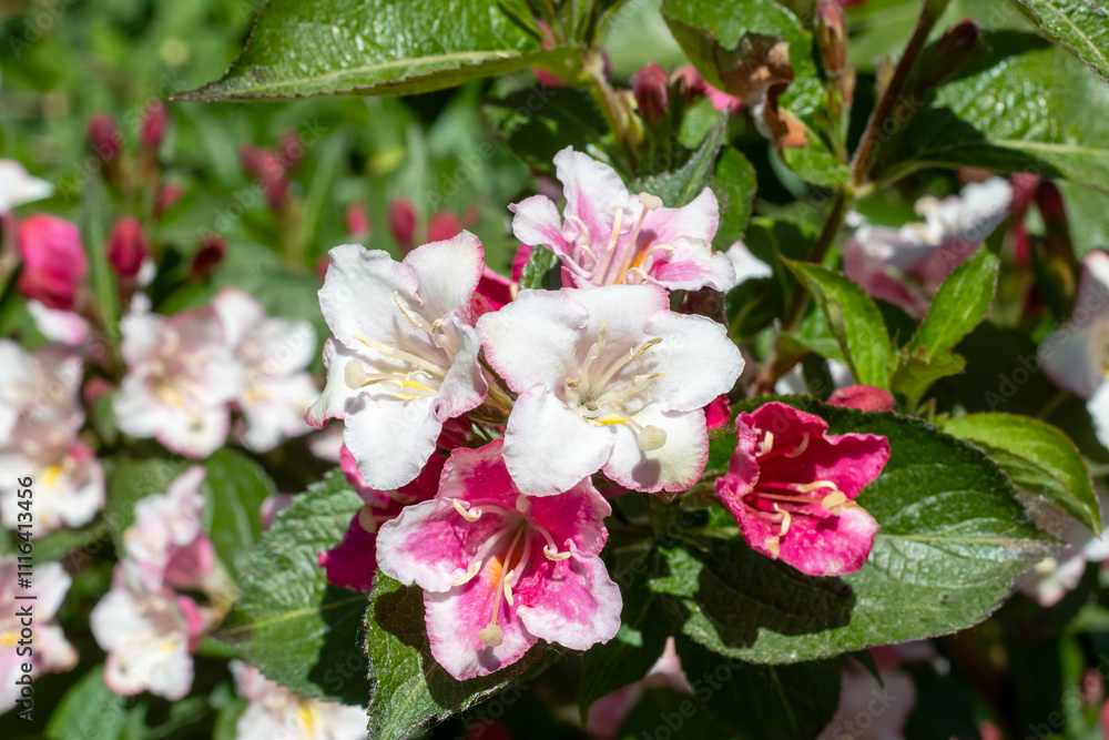 Fototapeta premium A bush with delicate pink and white flowers and vibrant green leaves