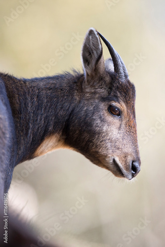 Portrait of a brown himalayan goral (naemorhedus goral goral) photographed in jigme dorji national park in bhutan photo