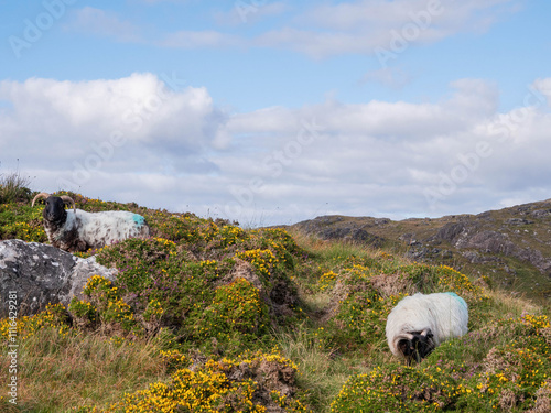 Clean wool sheep on a hills of Errisbeg mountain in Connemara, county Galway, Ireland. Stunning Irish nature scene with green fields, mountains and blue cloudy sky. Popular travel and tourist area. photo