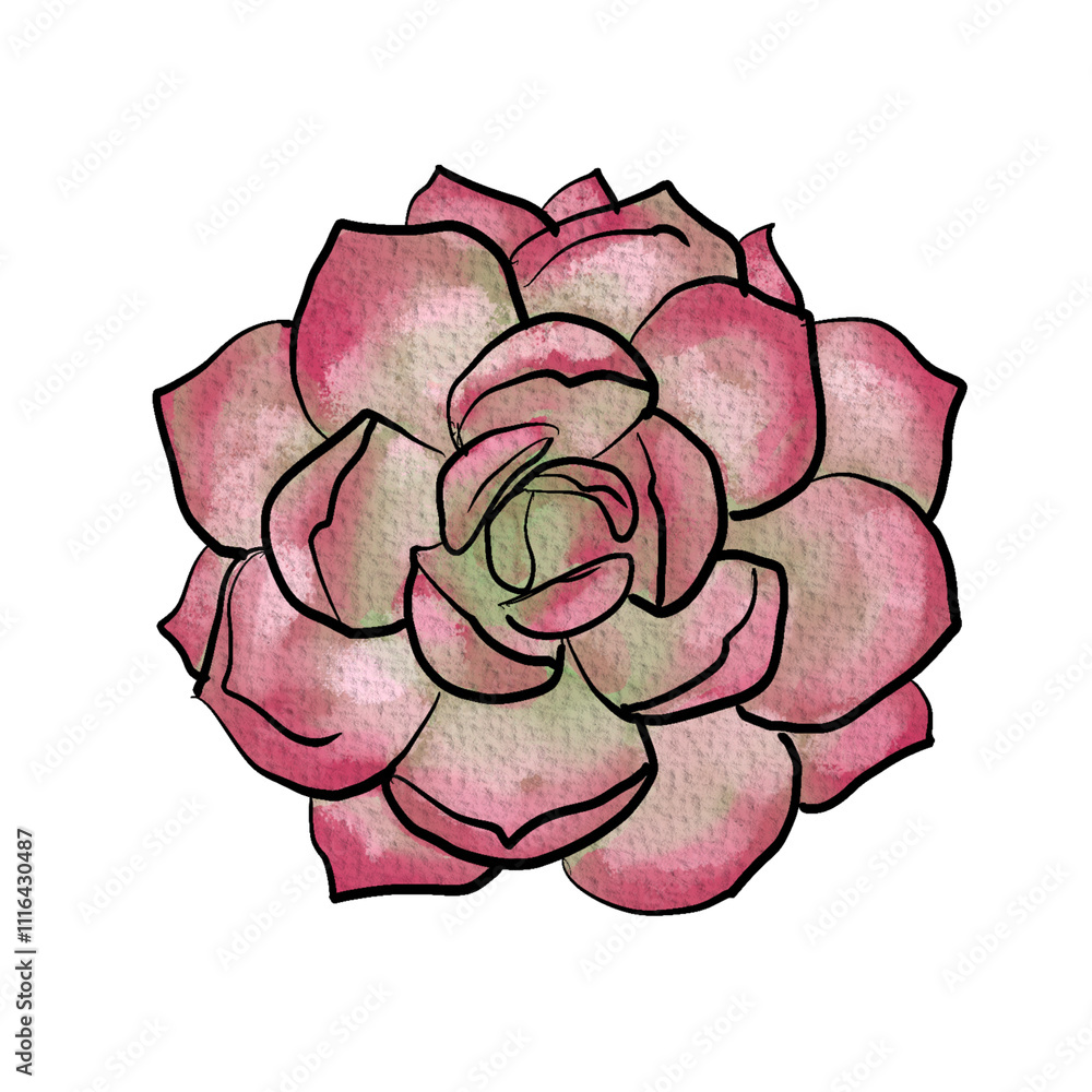 Obraz premium Watercolor odette succulent . Isolated on white background.