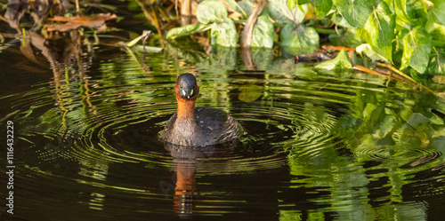 Little grebe - Tachybaptus ruficollis photo