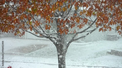heavy snowfall in front of medium shot of red oak tree with autumn leaves