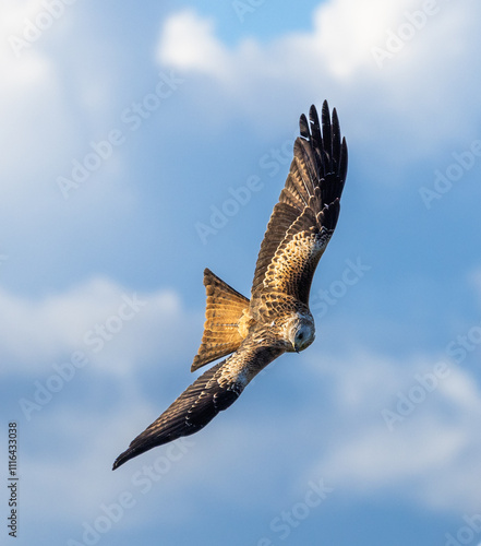 Red kite - Milvus milvus