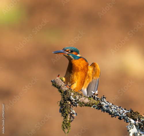 Common kingfisher - Alcedo atthis