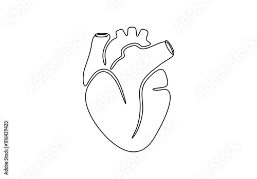 Continuous single line of human heart drawing. Anatomical heart outline vector illustration