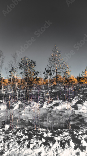 snow covered trees