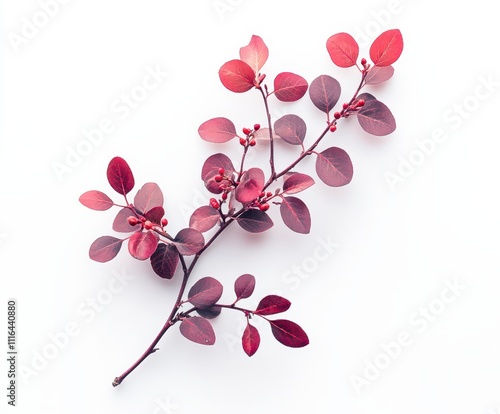 Serviceberry on an isolated white background, rich red and purple tones, soft studio lighting. photo