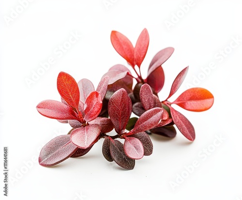 Little Bearberry on an isolated white background, small glossy red tones, soft and even lighting. photo