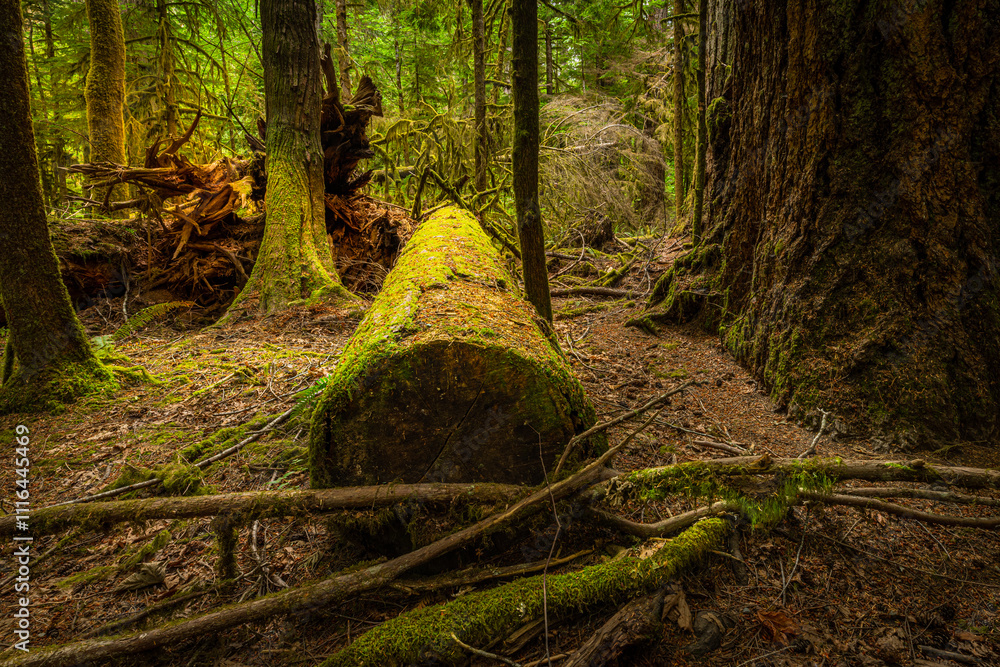 Fototapeta premium MacMillan Provincial Park is a provincial park on Vancouver Island in British Columbia, Canada. The park is home to a famous, 157 hectare stand of ancient Douglas-fir, known as Cathedral Grove.
