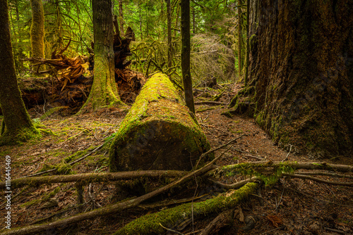 MacMillan Provincial Park is a provincial park on Vancouver Island in British Columbia, Canada. The park is home to a famous, 157 hectare stand of ancient Douglas-fir, known as Cathedral Grove. photo