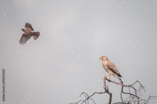 Broad-winged Hawk (Buteo platypterus) perched on a tree branch watching for an attack by a small bird.