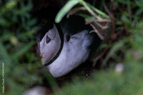 Puffin resting in a burrow with it's eyes closed
