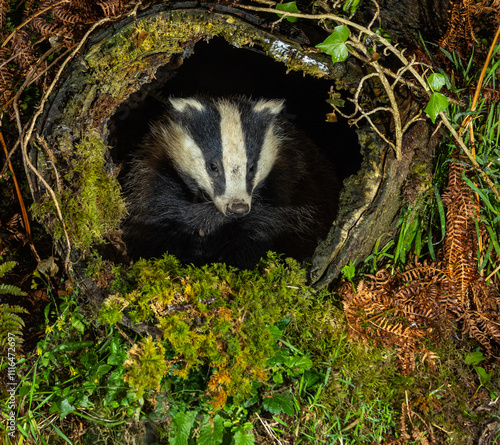 European Badger - Meles meles