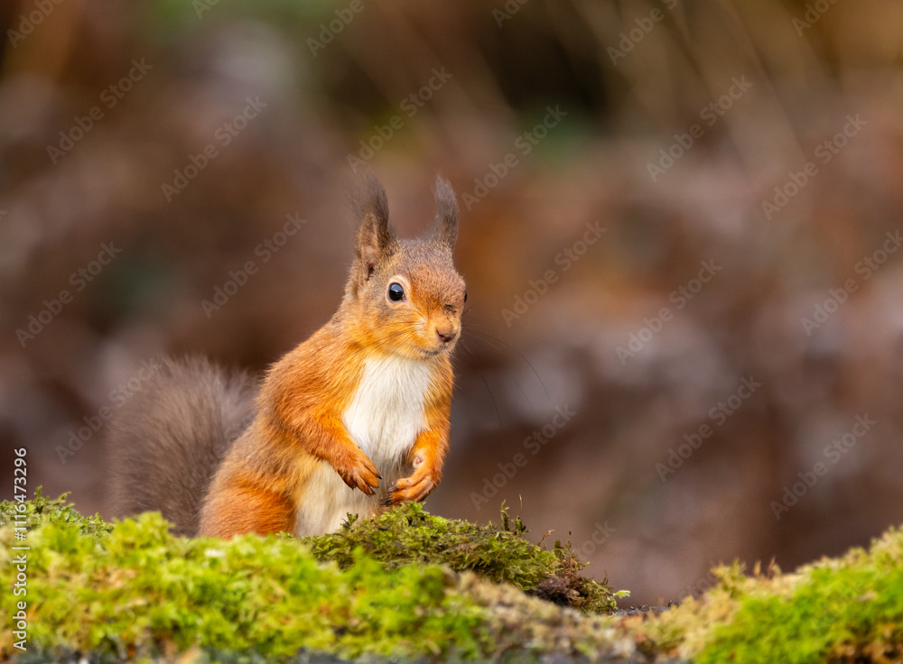 Fototapeta premium Red squirrel - Sciurus vulgaris