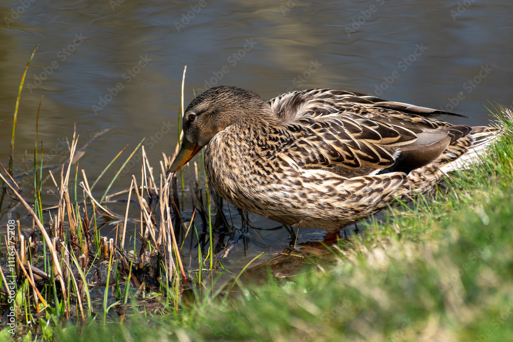 Fototapeta premium mallard duck