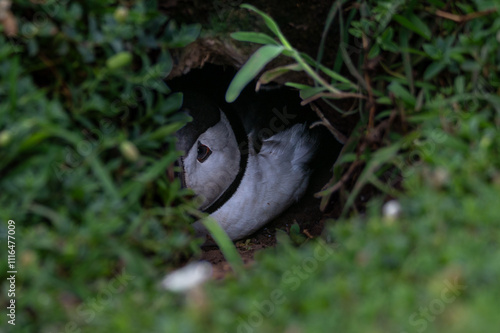 Puffin underground in a burrow on Skomer island