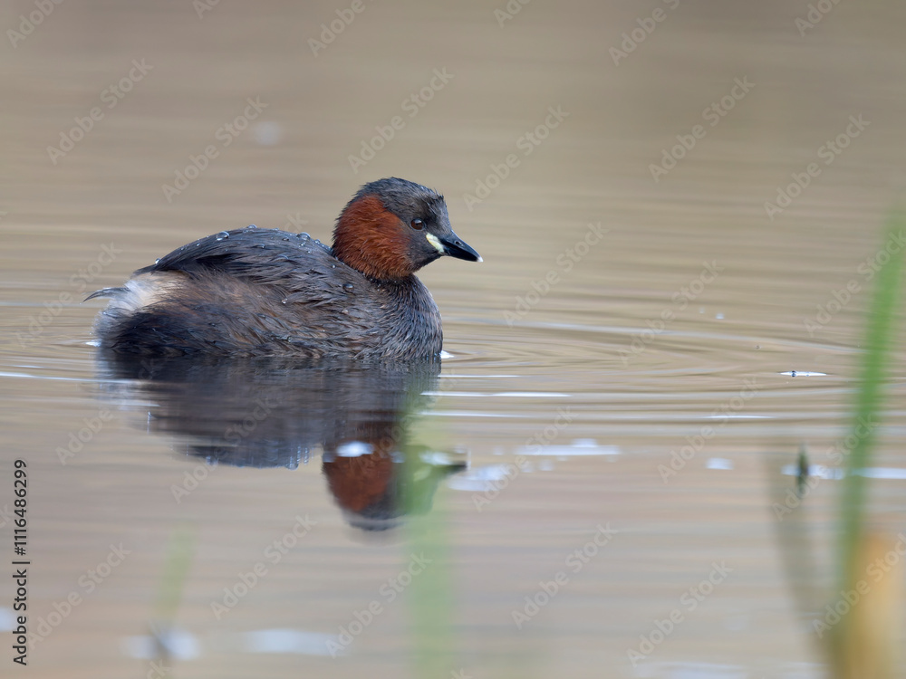 Fototapeta premium Little grebe or dabchick, Tachybaptus ruficollis