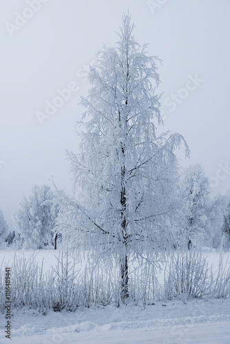 Birke mit Raureif in Lappland im Dezember