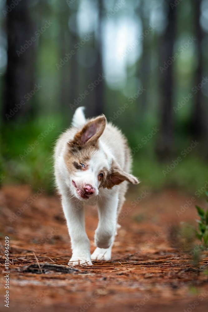 Fototapeta premium Playful puppy on a forest trail.