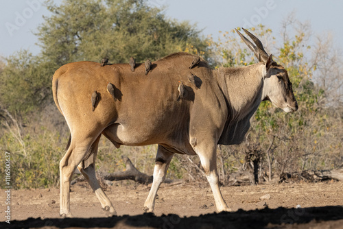 large Eland antelope walking with Oxpeckers on its back