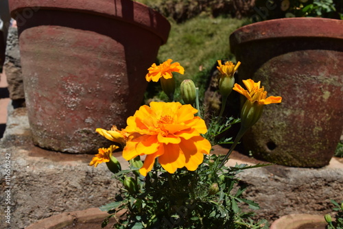 flowers in a pot