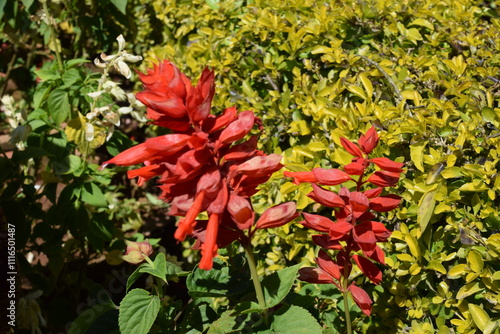red and yellow flowers