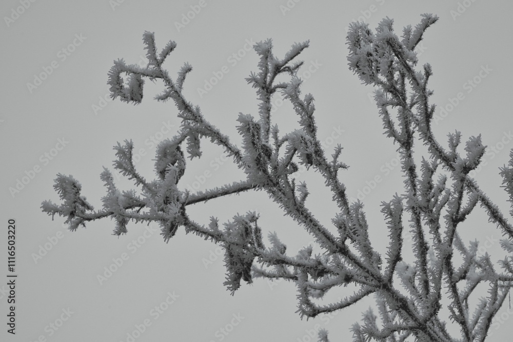 Obraz premium Winteridyll, Details von Frost, Frost und Nebel auf der Wiese. Landschaftsaufnahme mit Details von Gras, Blättern, Bäumen und Motiven an einem Wintermorgen. Ideal für Präsentationen und Zeitungen