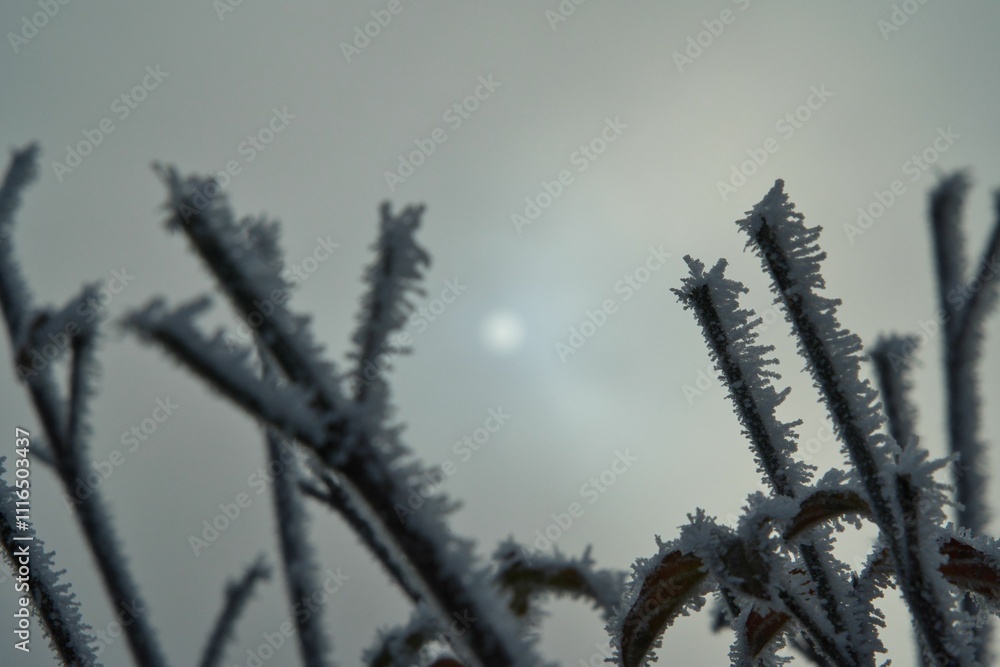Obraz premium Winteridyll, Details von Frost, Frost und Nebel auf der Wiese. Landschaftsaufnahme mit Details von Gras, Blättern, Bäumen und Motiven an einem Wintermorgen. Ideal für Präsentationen und Zeitungen