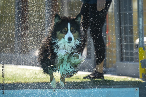 Tri-Color Australian Shepherd backlit with water drops photo