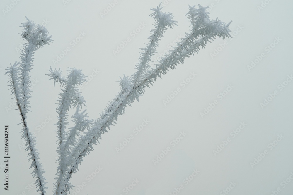 Winteridyll, Details von Frost, Frost und Nebel auf der Wiese. Landschaftsaufnahme mit Details von Gras, Blättern, Bäumen und Motiven an einem Wintermorgen. Ideal für Präsentationen und Zeitungen Winteridyll, Details von Frost, Frost und Nebel auf der Wiese. Landschaftsaufnahme mit Details von Gras, Blättern, Bäumen und Motiven an einem Wintermorgen. Ideal für Präsentationen und Zeitungen