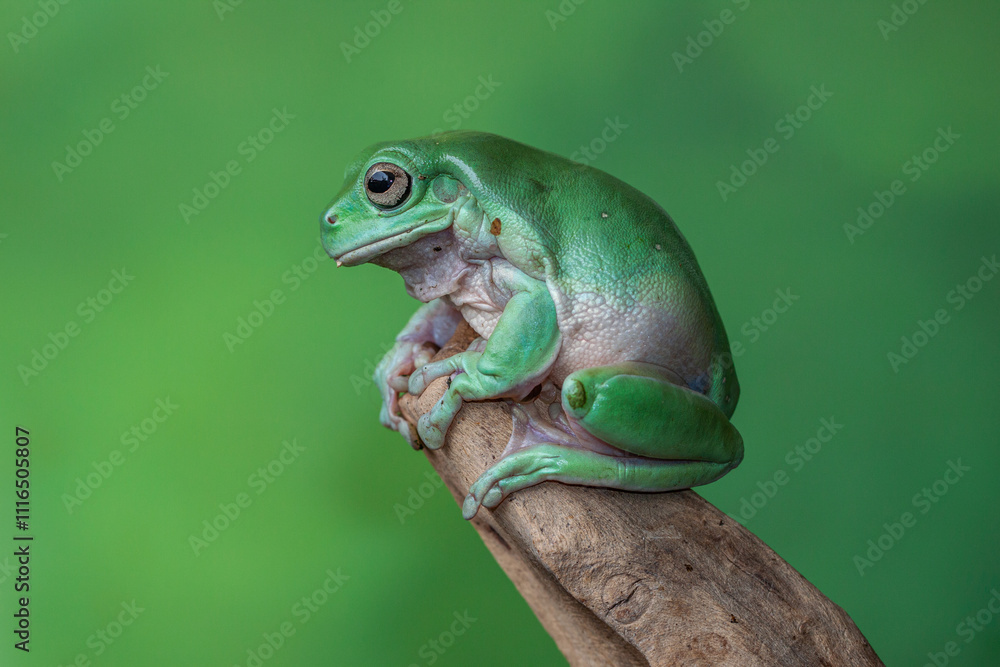 The Australian green tree frog (Ranoidea caerulea/Litoria caerulea), also known as simply green tree frog in Australia, White's tree frog, or dumpy tree frog The Australian green tree frog (Ranoidea caerulea/Litoria caerulea), also known as simply green tree frog in Australia, White's tree frog, or dumpy tree frog