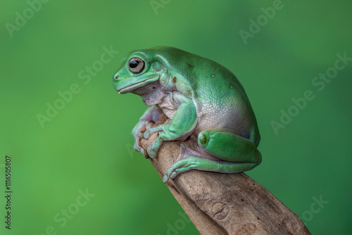 The Australian green tree frog (Ranoidea caerulea/Litoria caerulea), also known as simply green tree frog in Australia, White's tree frog, or dumpy tree frog photo