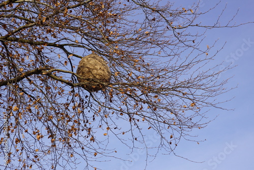 Ein großes Nest der invasiven Asiatischen Hornisse in einem laublosen Baum