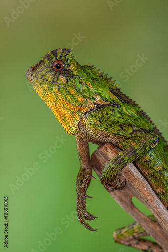 Gonocephalus chamaeleontinus, the chameleon forest dragon or chameleon anglehead lizard, is a species of agamid lizard from Indonesia and Malaysia photo